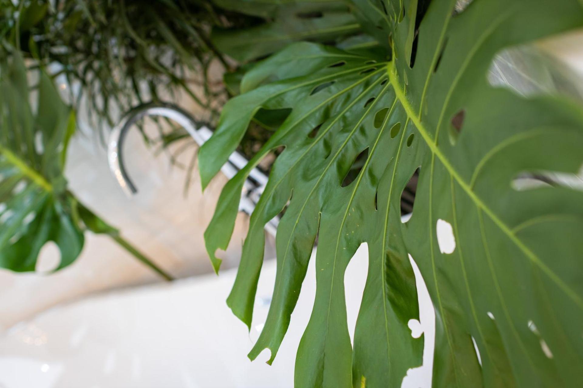 Le Cameleon Boutique Hotel Puerto Viejo de Talamanca Экстерьер фото Monstera deliciosa